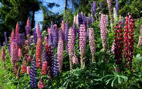 Разноцветные цветы люпина солнечным днем