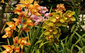 Разноцветные орхидеи в оранжерее