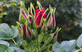 Non-dissolved buds of a red rose near