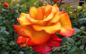 Оранжево - красная роза крупным планом