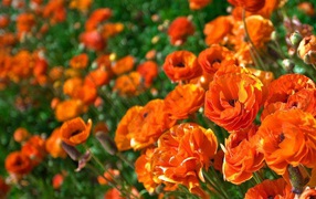 Оранжевые лютики крупным планом