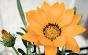 Оранжевый цветок газания с бутоном