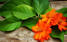Оранжевые цветы с большими зелеными листьями