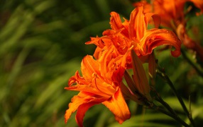 Оранжевые садовые лилии с бутонами
