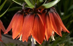 Оранжевые цветы рябчика крупным планом