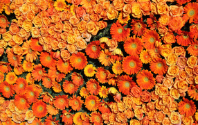 Оранжевые розы и герберы вид сверху