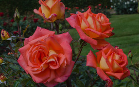 Оранжевые розы с бутонами на клумбе крупным планом