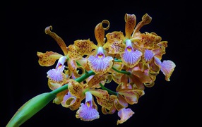 Оранжевые тигровые орхидеи на черном фоне