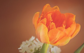 Оранжевый тюльпан крупным планом