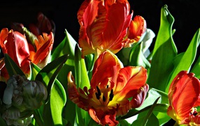 Оранжевые тюльпаны с зелеными листьями на черном фоне