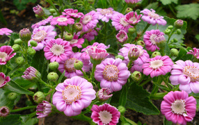 Розовые садовые цветы цинерария