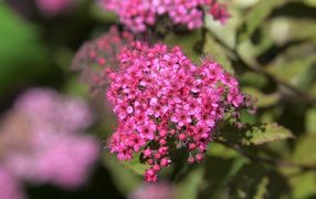 Pink Japanese spiraea flowers near