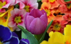 Цветок розового тюльпана среди цветок примулы