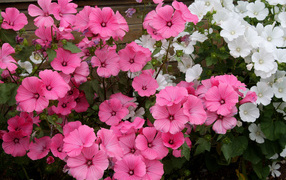 Розовые и белые садовые цветы лаватера