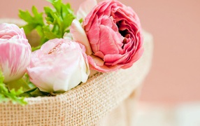 Розовые цветы лютика в корзине на розовом фоне