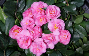 Розовые цветы камелии в зеленых листьях