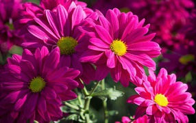 Розовые хризантемы крупным планом 