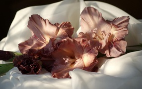 Розовый цветок гладиолуса лежит на белом покрывале 