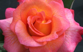 Pink flower of a beautiful rose closeup
