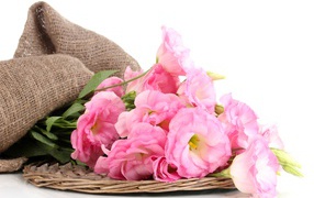 Розовые цветы эустома на белом фоне