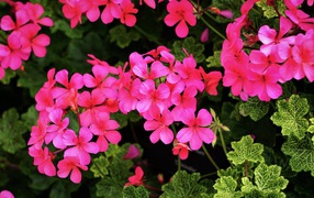 Розовые цветы герани с зелеными листьями