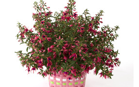 Розовый цветок фуксия на белом фоне