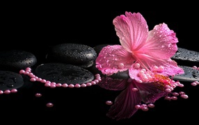 Розовый цветок гибискуса на черных камнях в воде