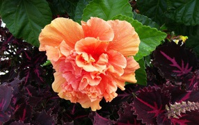 Розовый цветок гибискуса с зелеными листьями