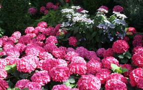 Розовые цветы гортензии в лучах солнца