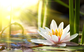 Розовые цветы лотоса в лучах солнца в пруду