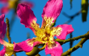 Розовый цветок орхидеи крупным планом