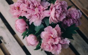 Розовые цветы пиона на деревянной лавке 