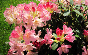 Розовые цветы рододендрон на клумбе