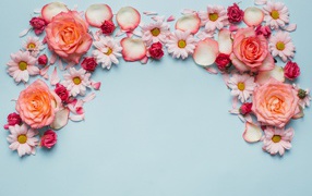 Розовые розы и хризантемы на голубом фоне 