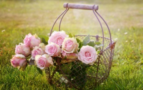 Розовые розы к железной корзине на зеленой траве