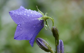 Фиолетовый колокольчик в каплях дождя