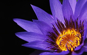 Фиолетовый цветок водяной лилии крупным планом на черном фоне