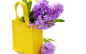 Фиолетовые гиацинты в желтой сумочке на белом фоне