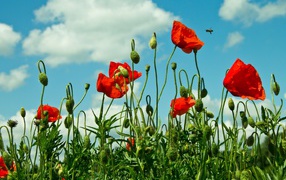 Красные полевые маки под голубым небом с облаками