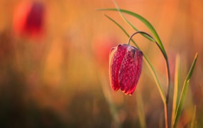 Красный цветок рябчик шахматный