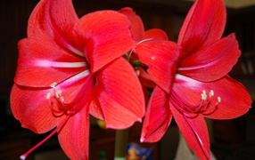 Красные цветы амариллис 