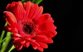 Красный цветок герберы на черном фоне крупным планом