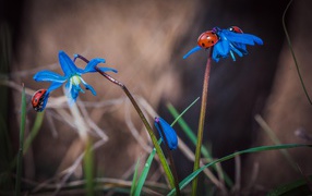 Красные божьи коровки на голубых весенних цветах 