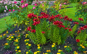 Красные лилии и розы на клумбе