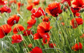 Красные полевые маки летом крупным планом