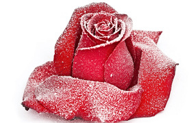 Сорванная красная роза в инее на снегу 