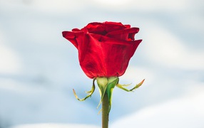 Красная роза вставлена в снег