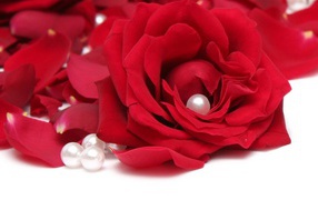 Красная роза на белом фоне с лепестками и жемчужинами