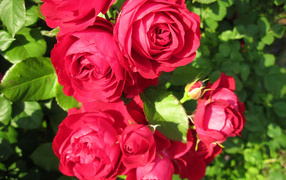 Красные розы крупным планом