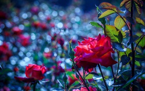 Красные розы с бутонами в саду